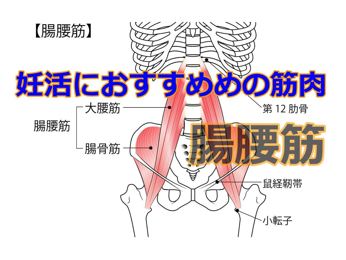 妊活で鍛えるとおすすめの筋肉〔腸腰筋〕子宮卵巣の血流アップ！簡単 腸腰筋トレーニング法の画像