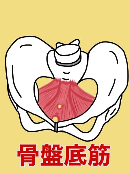妊活に効果的(骨盤底筋)